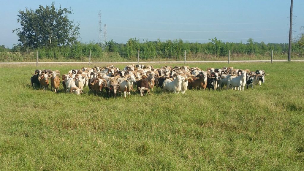 bighorns