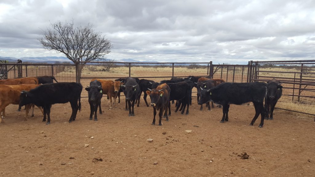 Roping Cattle Sale Hamilton Commission Company